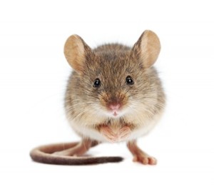 House mouse standing on rear feet