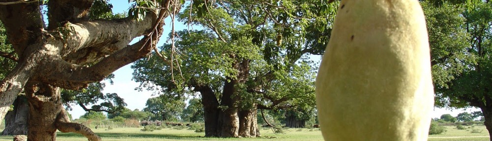 Baobab fruit