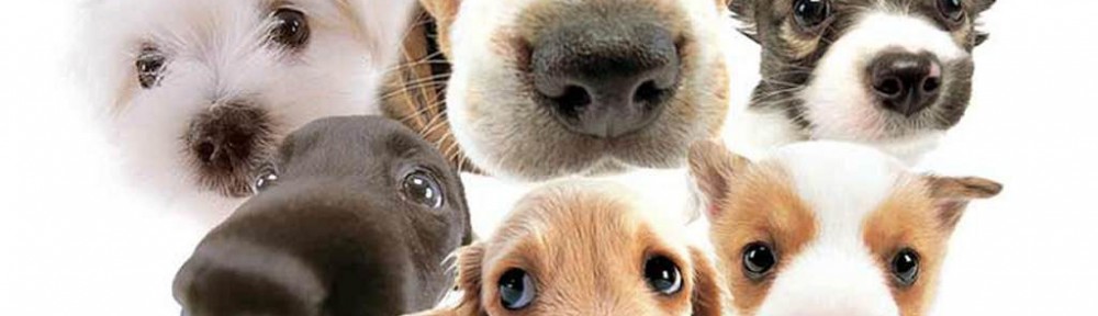 cute dogs