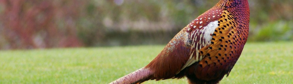 Pheasant