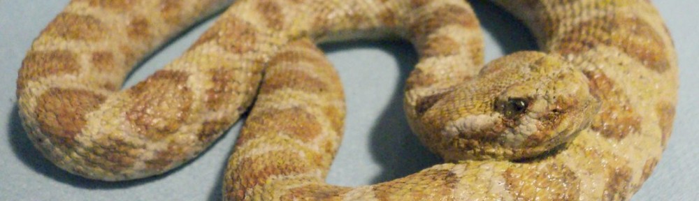 Rattlesnake-Prairie-83