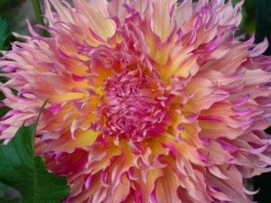 Close-up of Dahlia flower with bizzare petals