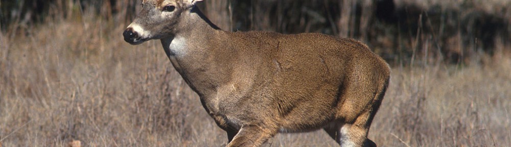White-tailed_deer
