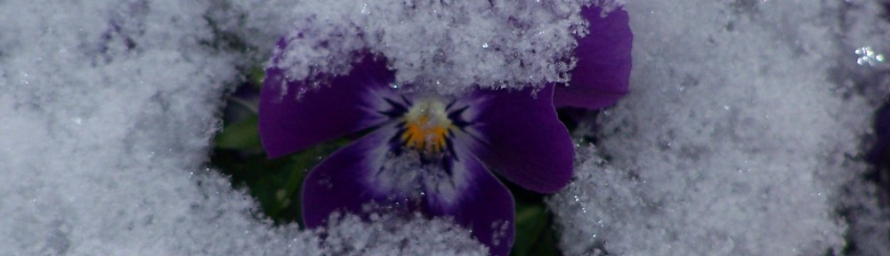 december flower