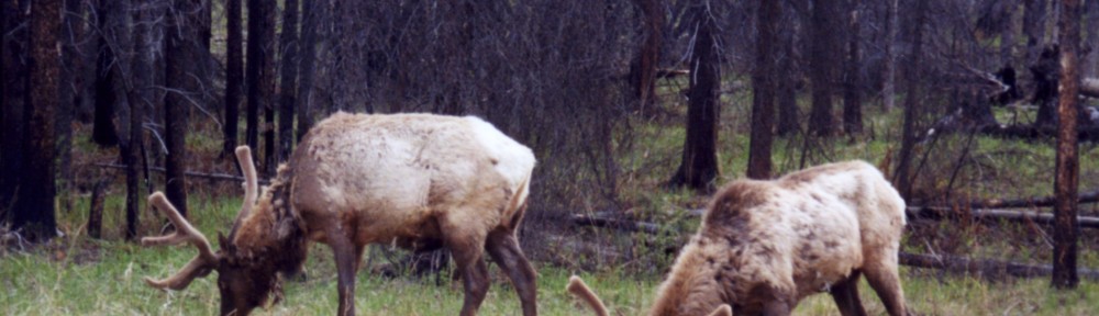 Two  springtime bull elk