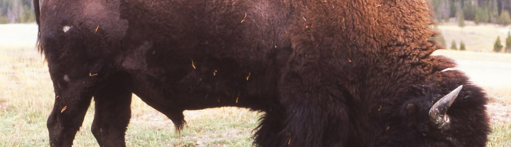 Americanbison