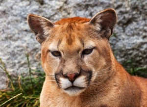 Mountain Lion Closeup Head, Cougar, Puma Concolor Predator, on Rocky Mountain
