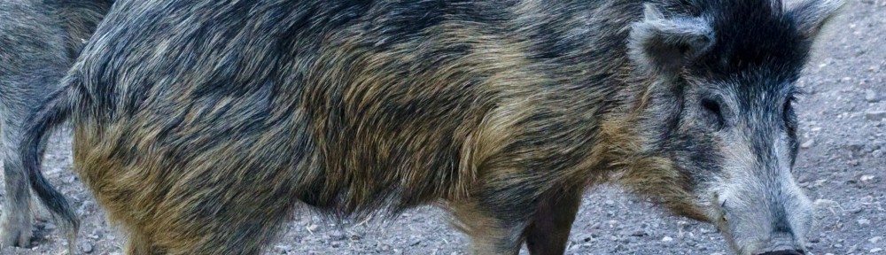 wild-boar