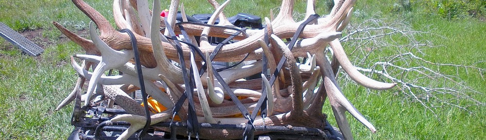 OHV full of shed antlers