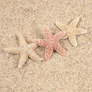 starfish in the beach sand - copy space