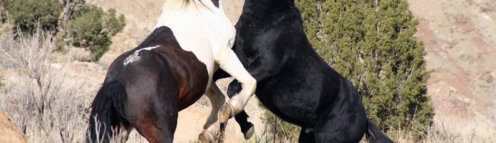 wild stallions compete