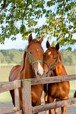 Closeup of the head of a horse on sky background