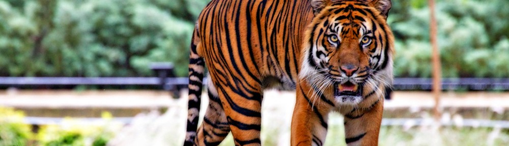 Sumatran Tiger by USFWS