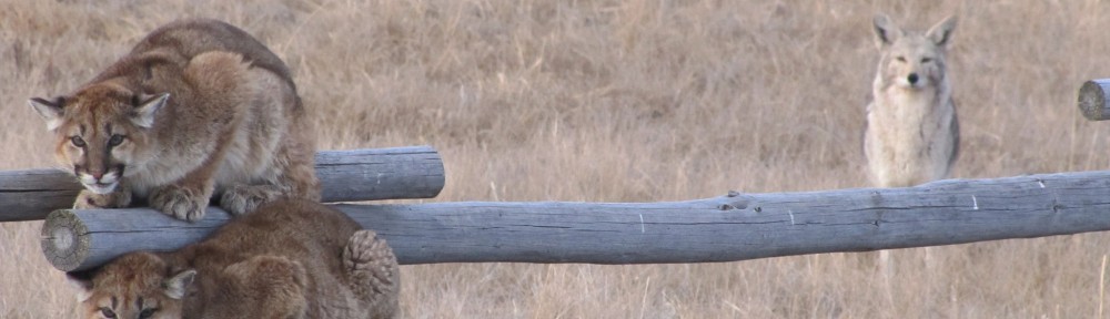 cougars treed by coyotes by USFWS