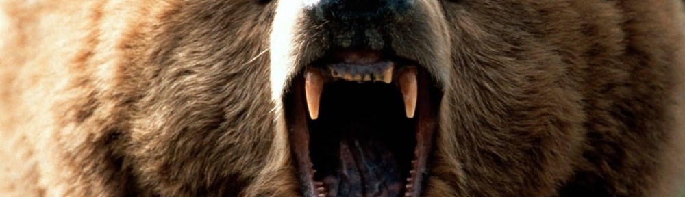 grizzly face close up