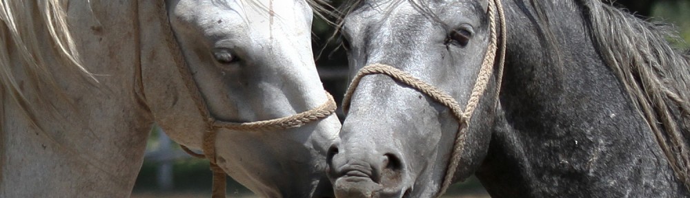 horses