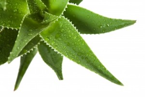 Aloe vera leaves