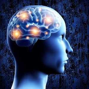 Brain - 3D illustration.