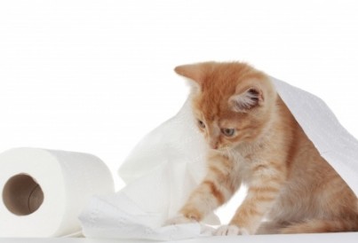 cute kitten playing with roll of toilet paper