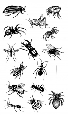 insects