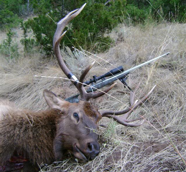 picture of downed bull elk