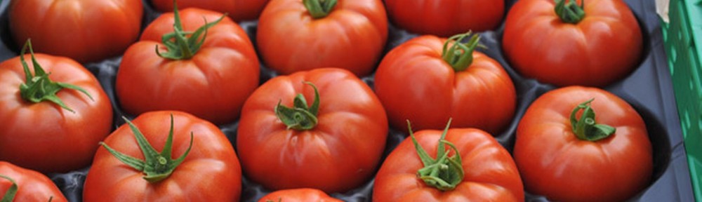 tomatoes