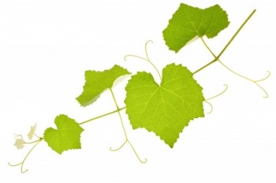 vine branch with leaves isolated on white