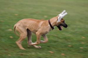 Dog plastic surgery