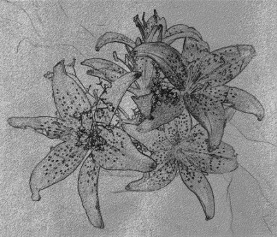 Black and white aged grunge stained and cracked wall background with lilies