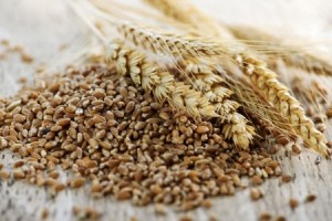 Closeup on pile of organic whole grain wheat kernels and ears