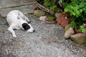 garden dog
