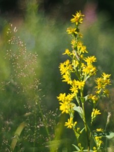 goldenrod