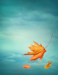 Autumn falling leaves on blue background