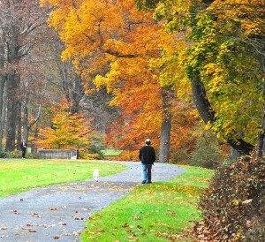 Autumn_Foliage_in_Natirar,_New_Jersey_File_6