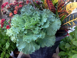 kale