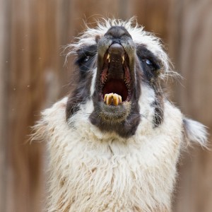 Bad Hair Day - Alpaca