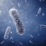 Rod-shaped bacteria ,detailed illustration