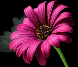 daisy