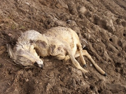 dead deer wildlife