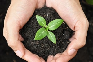 growing_plant_in_hands