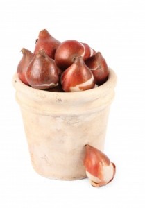 Tulip bulbs in an ornamental plant pot against a white background.