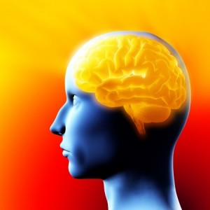 Brain - 3D illustration.