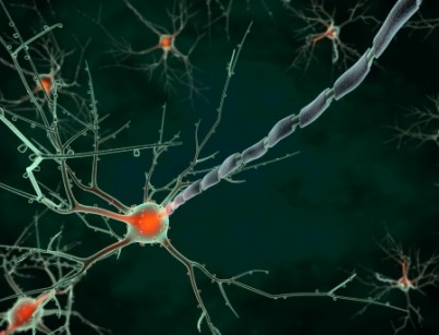 Cell body of a neuron long