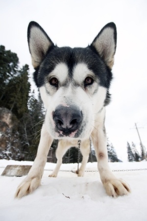 Funny wide angle portrait of husky