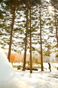 Nami Island with snow in Winter