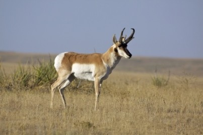 Pronghorn Antelope Buck