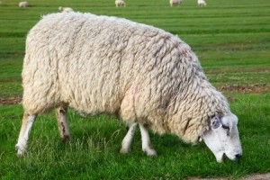 Sheep in green meadow