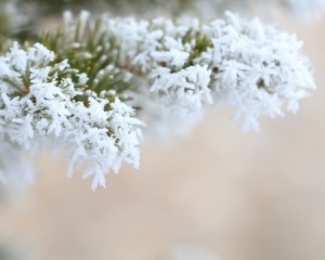 frosty evergreen