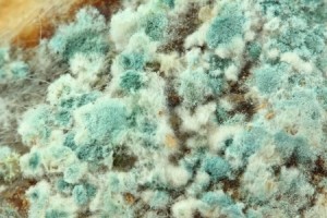 mold closeup