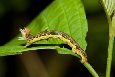 Inchworm crawling on a tree leaf